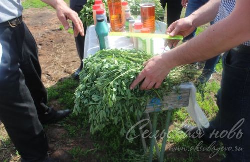 На аксубаевских полях трава подрастает, техника к ее уборке готова