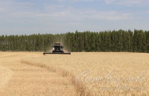 Аксубай районында бөртекле культураларны урып-җыю башланды