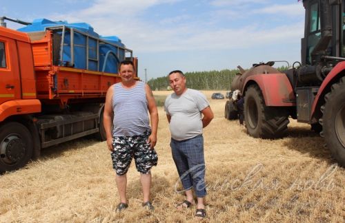 В Аксубаевском районе началась уборка зерновых культур