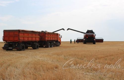 Аксубай районында бөртекле культураларны урып-җыю башланды