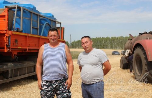 Аксубай районында бөртекле культураларны урып-җыю башланды