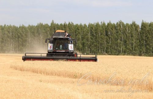 В Аксубаевском районе началась уборка зерновых культур