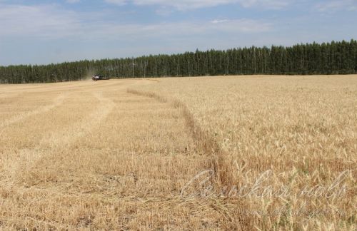 В Аксубаевском районе началась уборка зерновых культур