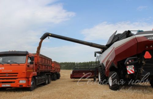 Аксубай районында бөртекле культураларны урып-җыю башланды