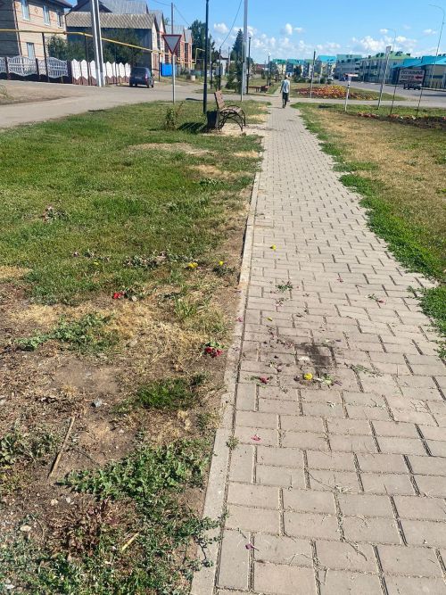 Ночью в Аксубаеве вандалы выдернули с корнями цветы на Мазилина и разбросали их по брусчатке