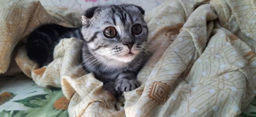 Почему кошка отводит взгляд и не смотрит вам в глаза: вы об этом даже не догадывались!
