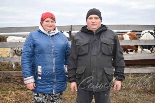 В Аксубаевском районе у коров выходных не бывает, у фермеров подавно