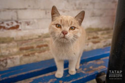 Зачем кошкам нужны усы и почему нельзя их подстригать?