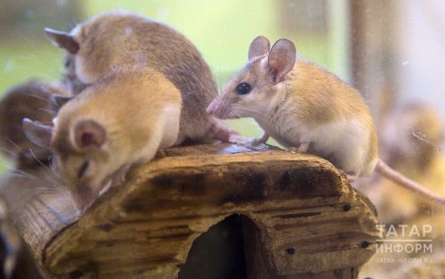 Как избавиться от грызунов осенью и спасти собранный урожай