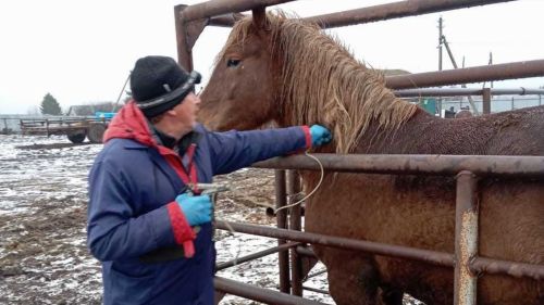 Аксубаевские ветеринары предупреждают бешенство животных