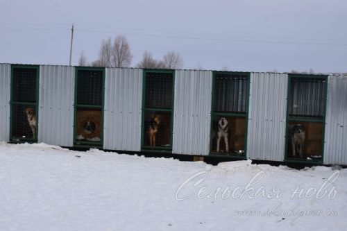 Помощи аксубаевцев ждут бездомные животные