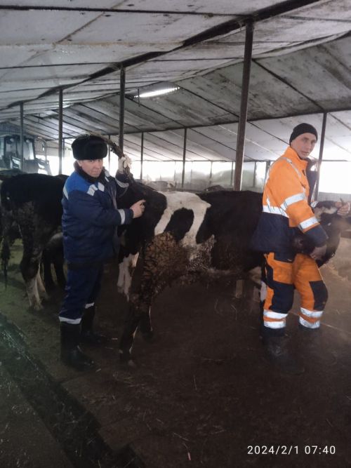 В Аксубаевском районе начались весенние противоэпизоотические мероприятия