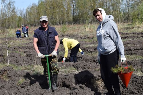 Аксубай урманнары яшелләнә һәм арта