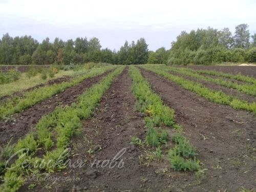 В питомниках Аксубаевского района закладывается будущее леса