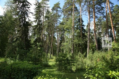 В Татарстане планируется восстановление лесов на 2500 гектаров на нацпроекту «Экология»
