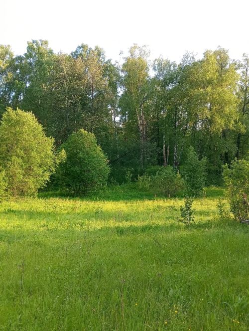 Аксубай урманнарына керү чикләнгән