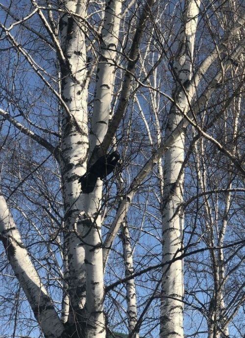Уроки в Новотимошкинской школе проходят под пение птиц