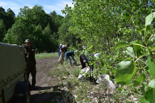 Аксубай урманнарын җыештыру көтә