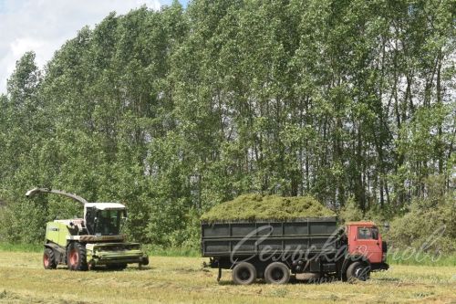 В «Аксу Агро» полнятся курганы ценным сенажом