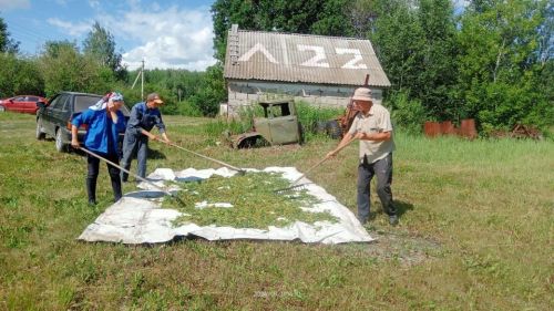 В Аксубаевском лесничестве собирают семена деревьев