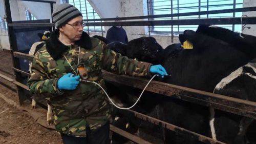 Аксубаевские ветеринары предупреждают бешенство