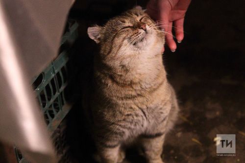 Восемь фактов о кошачьих зубах
