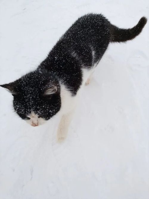 Бездомные кошки – укор хозяевам!