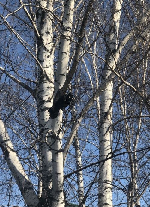 Прогноз погоды в Аксубаеве на 1 апреля