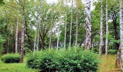В Саврушском крае росли корабельные рощи