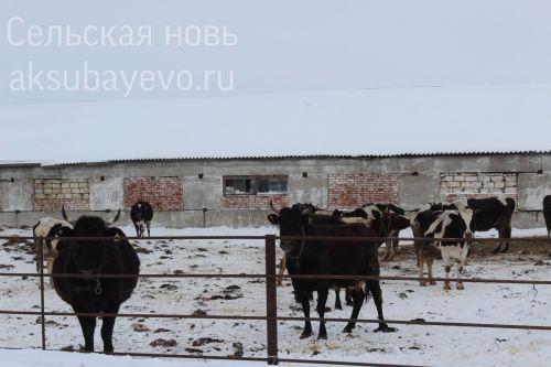 С серебряной медалью, красным диплом и  любовью к родной земле