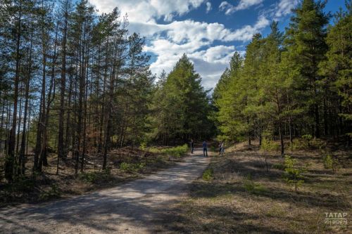 В Татарстане в рамках нацпроекта создано почти 1,8 тысячи км новых противопожарных полос