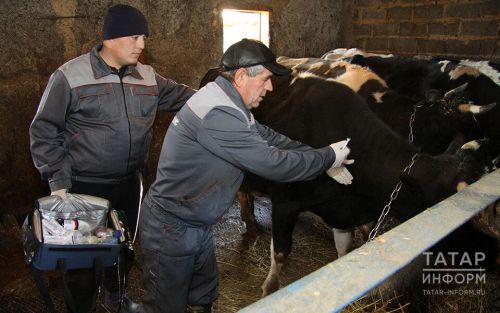 Аксубаевцев предупреждают об опасности заражения бруцеллезом