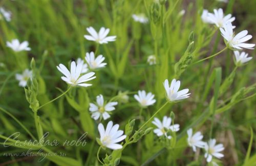 Прогноз погоды в Аксубаеве на 20 мая