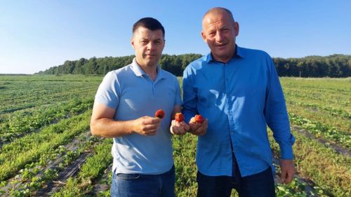 В Аксубаевском районе в ягодном хозяйстве будут яблони цвести