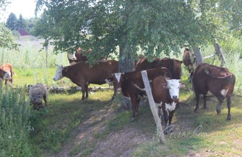 Жить и трудиться в родной деревне