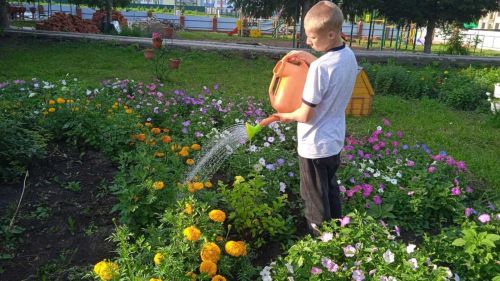 В Аксубаевском приюте «Мечта» цветет красочный сад