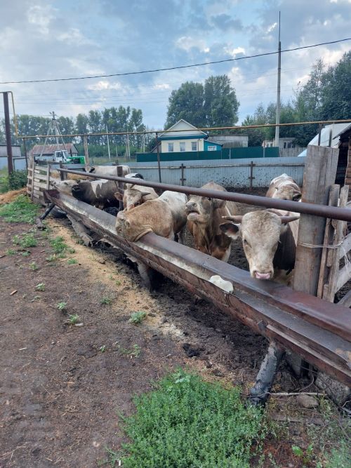 В Аксубаевском районе проходят встречи с фермерами