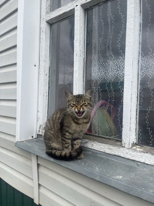 Как отучить кота кусаться и царапаться