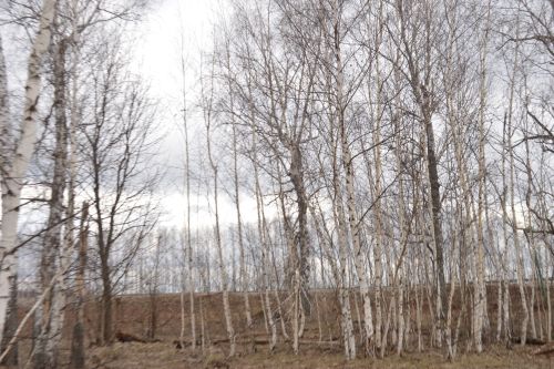 Прогноз погоды в Аксубаеве на 15 апреля
