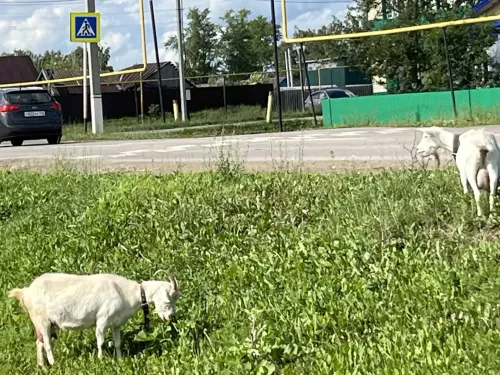 Гуляют сами по себе: кто в ответе за коз на центральных улицах Аксубаева