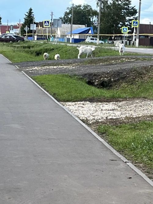 Гуляют сами по себе: кто в ответе за коз на центральных улицах Аксубаева