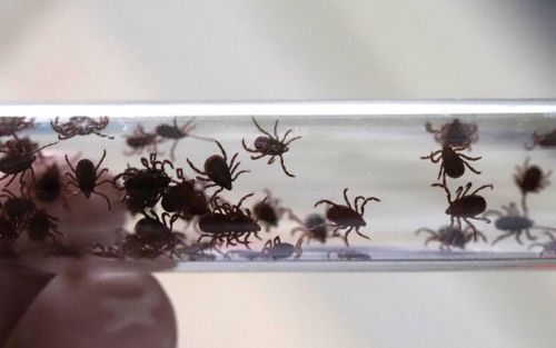 Укус клеща: что делать в первые 72 часа