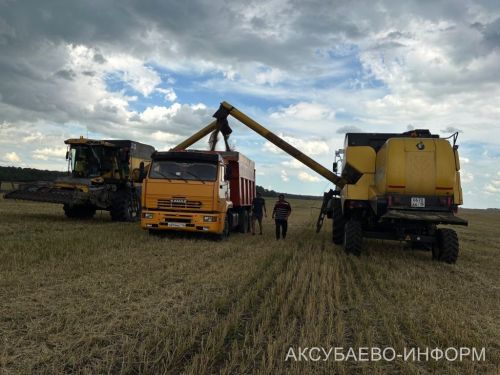 Аксубай районында бөртеклеләрне җыю башланды