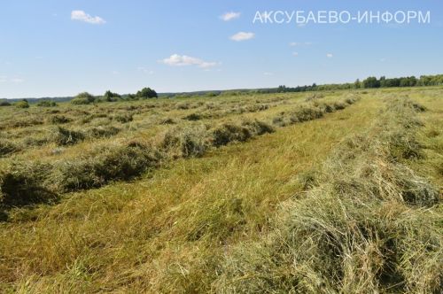 Аксубаевское животноводство делает ставку на крепкую кормовую базу