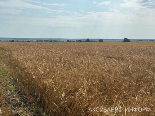 Аксубай районының «Волга Селект» авыл хуҗалыгы предприятиесендә 1300 тоннадан артык ашлык суктырылган