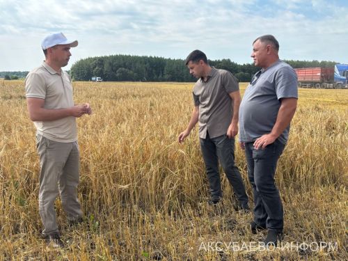 В сельхозпредприятии «Волга Селект» Аксубаевского района намолочено свыше 1300 тонн зерна