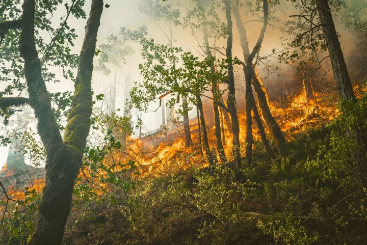 В РТ объявлено штормовое предупреждение о высокой пожароопасности лесов