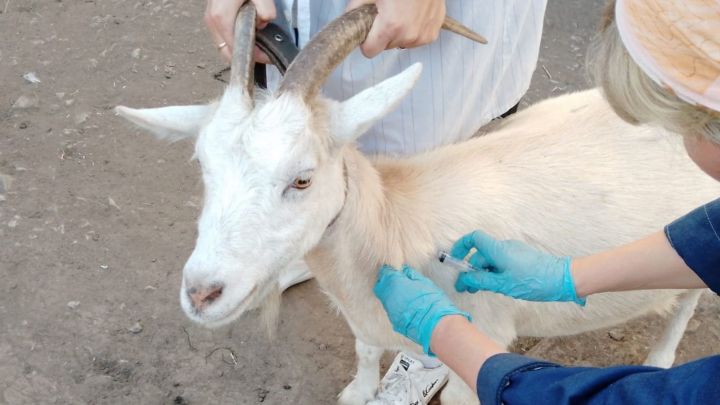 Аксубаевские ветеринары не только лечат, но и предупреждают болезни животных