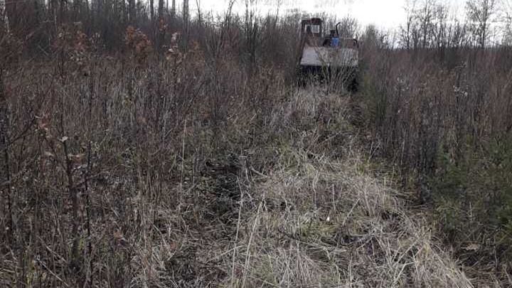 Аксубаевские лесоводы на 48 гектарах провели рубки ухода