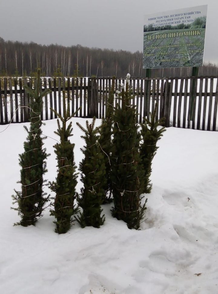 Аксубаевские елки порадуют жителей Лисинчанска